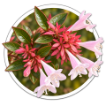 Абелія Abelia 0