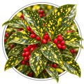 Аукуба Aucuba japonica 0