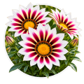 Газанія/Gazania 0