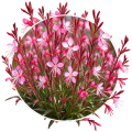 Гаура/Gaura 0