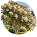 Гептакодіум міконієвидний/Heptacodium miconioides 0