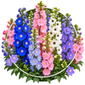 Дельфініум/Delphinium 0