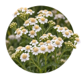 Деревій/Achillea 0