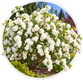 Екзохорда китицеподібна/Exochorda racemosa 0