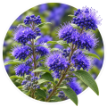 Каріоптеріс/Caryopteris mongholica 0