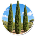 Кипарис Cupressus 0