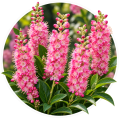 Клетра Clethra alnifolia 0