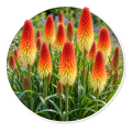 Кніфофія ягідна/Kniphofia uvaria 0