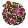 Конюшина/Trifolium 0