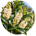 Лавровишня/Prunus laurocerasus 0