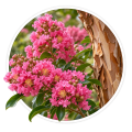 Лагерстремія індійська Lagerstroemia indica 0