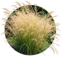 Луговик/Deschampsia 0