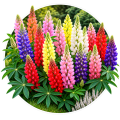 Люпин/Lupinus polyphyllus 0