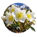 Морозник/Helleborus 0