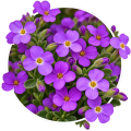 Обрієта/Aubrieta 0