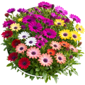 Остеоспермум/Osteospermum 0
