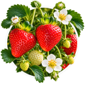 Полуниця/Fragaria 0