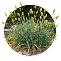 Сеслерія/Sesleria 0