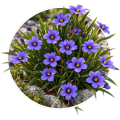 Синьоочка/Sisyrinchium  0