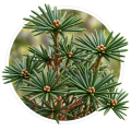 Сціадопітіс Sciadopitys verticillata 0