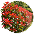 Фотінія/Photinia 0