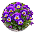 Фіалка/Viola 0