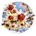 Хімонант/Chimonanthus praecox 0