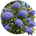 Цеанотус/Ceanothus thyrsiflorus 0
