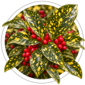 Аукуба Aucuba japonica 0