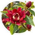 Калікант/Calycanthus floridus 0