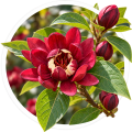 Каликант/Calycanthus floridus 0