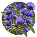 Каріоптеріс/Caryopteris mongholica 0