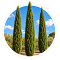Кипарис Cupressus 0