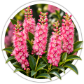 Клетра Clethra alnifolia 0