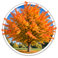 Парротія перська Parrotia persica 0