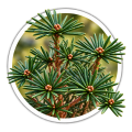 Сціадопітіс мутовчастий Sciadopitys verticillata 0