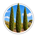 Кипарис Cupressus 0