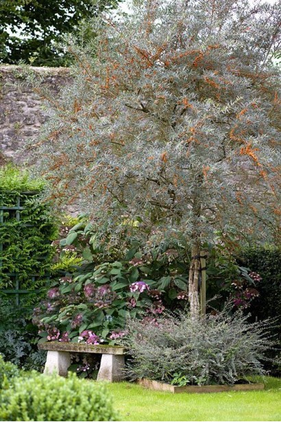 Обліпиха звичайна Адам | Облепиха обыкновенная Адам | Hippophae rhamnoides Adam