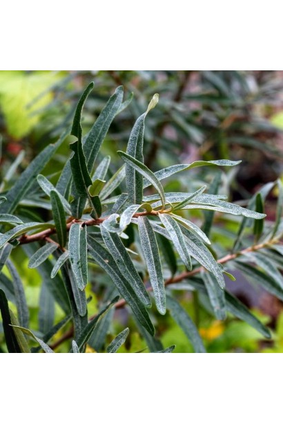 Листя обліпихи Адам