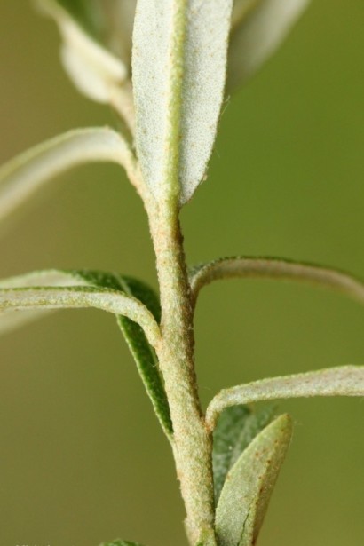 Обліпиха звичайна Адам | Облепиха обыкновенная Адам | Hippophae rhamnoides Adam