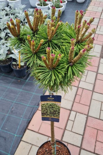 Сосна гірська Бенджамін (штамб) | Сосна горная Бенжамин (штамб) | Pinus mugo Benjamin (shtamb)