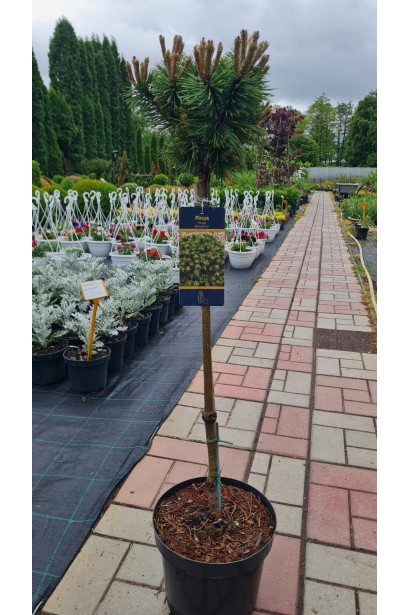 Pinus Mugo Benjamin on shtamb