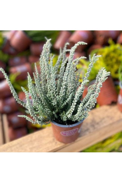 Верес звичайний ’Аслі’ (білий) в контейнері