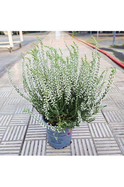 Верес звичайний ’Аслі’ (білий) в контейнері