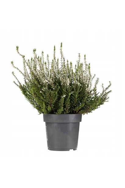 Верес звичайний ’Аслі’ (білий) в контейнері