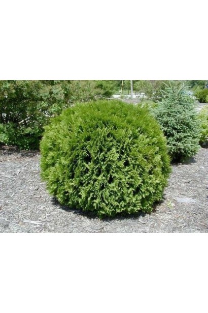 Туя западная Вудварди