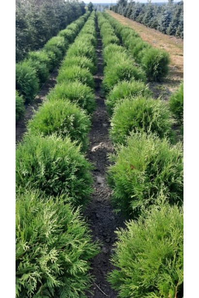 Хвоя Туя западная Вудварди : луската, темно-зелена густо розташована.