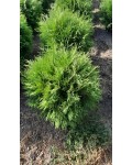 Thuja occidentalis Woodwardii