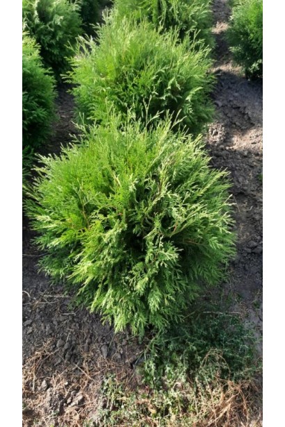 Thuja occidentalis Woodwardii