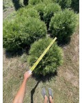 Туя западная Вудварди_ком30кг/вис.80-100см/Ø80-100см/7р